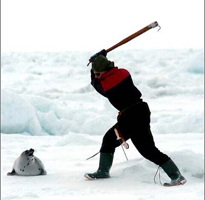 baby-seal-killer photo: stop the seal hunt
