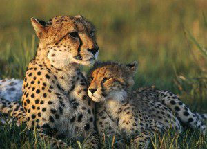 Cheetahs in the Wild
