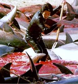 The Annual Dolphin and Porpoise Slaughter in Taiji, Japan 