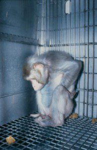 A labratory primate alone in a barren cage