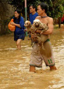 Filipino Man rescuing his pet dogs after the storms in the Phillipines photo credit: wspa