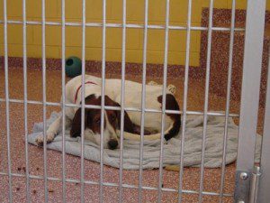 A shelter dog photo credit: hampton library