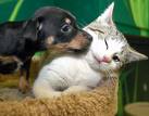 A happy puppy and kitten photo: aspca community
