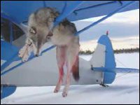 A gunned down wolf in Alaska photo credit: Defenders of Wildlife