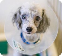 An injured pup photo: aspca