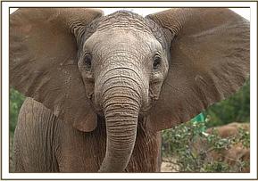 Olare, the orphaned elephant fostered by RedCarpetRoxy.com photo: David Sheldrick Wildlife Trust
