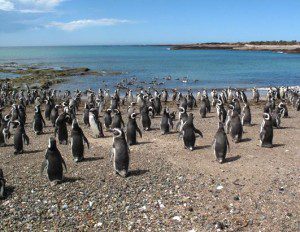 The Magellic penguins on the coast of Argentina photo: abc.com