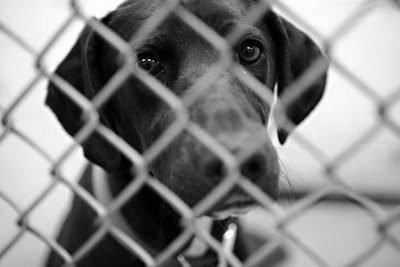 sad-shelter-dog2.257200727_std1