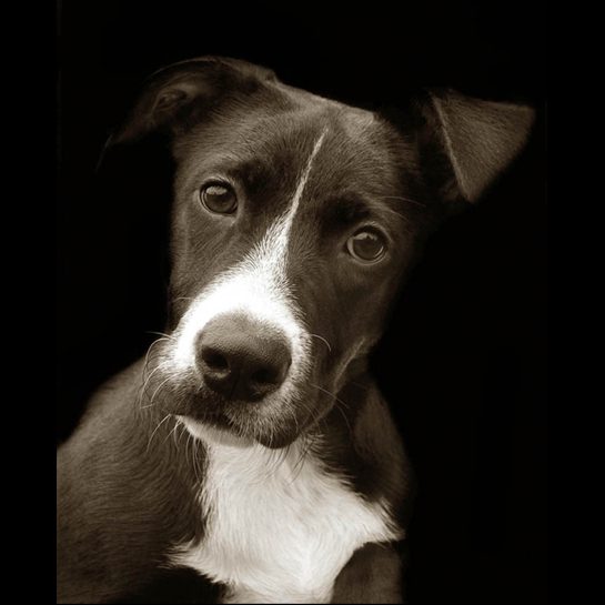 Nelly, a shelter dog photo: Traer Scott 