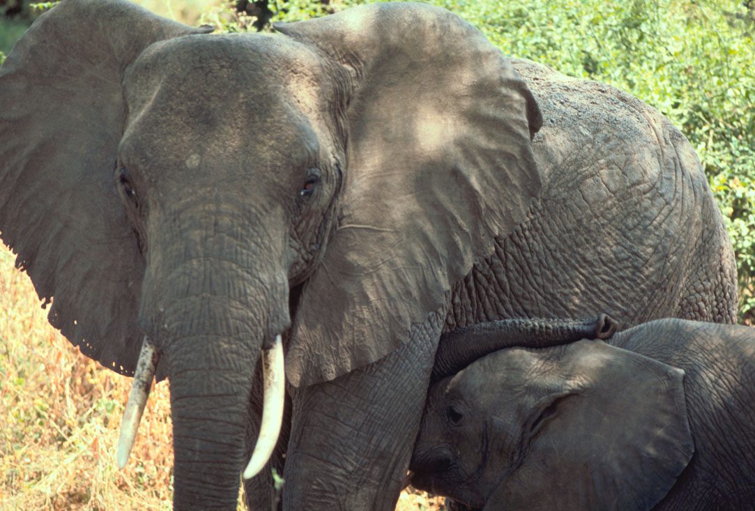 African_elephant_FWS_public_domain