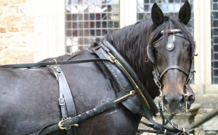 Jerry the Carriage Horse in Salt Lake City