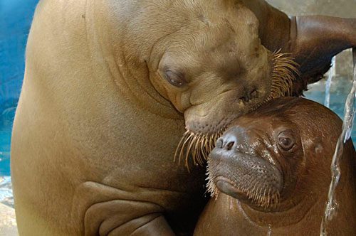 baby-walrus-kissed-by-mother