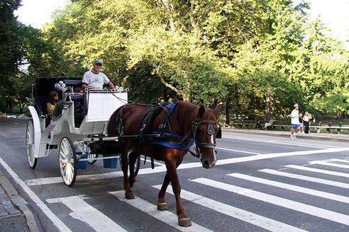 horse-drawn carriages