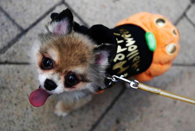 Halloween Dog Picture