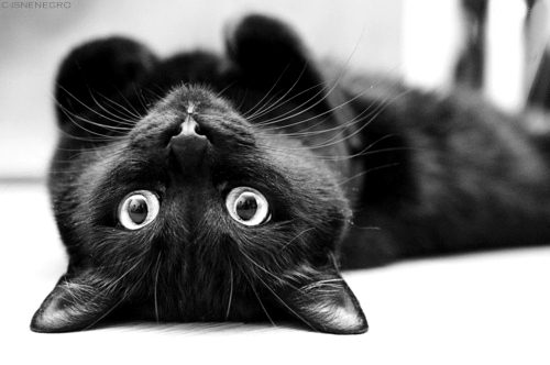 beautiful black cat