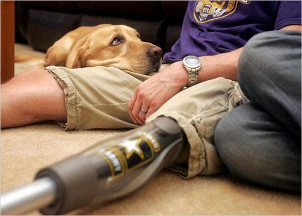 Military Assistance Dogs
