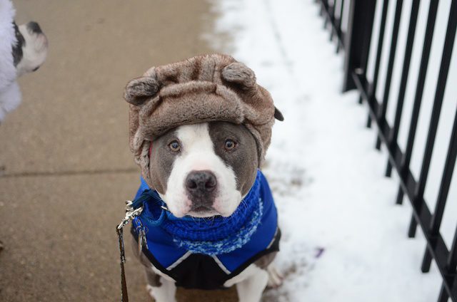 Dogs in winter coats pictures