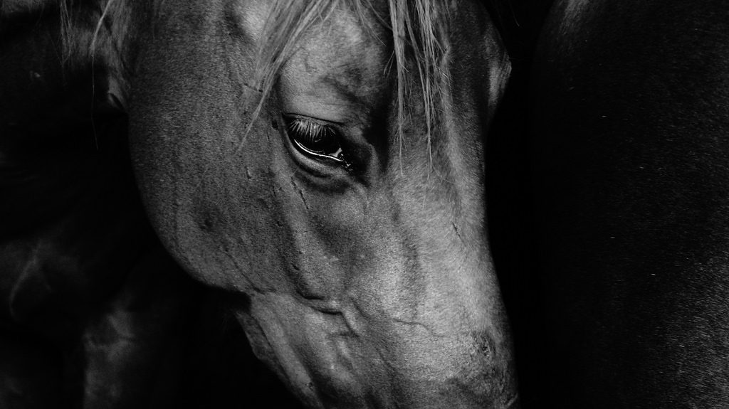 sad horse pictures