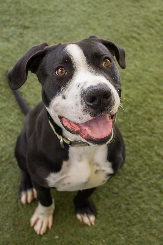 Ben #A1609173, a current resident up for adoption at the East Valley Shelter
