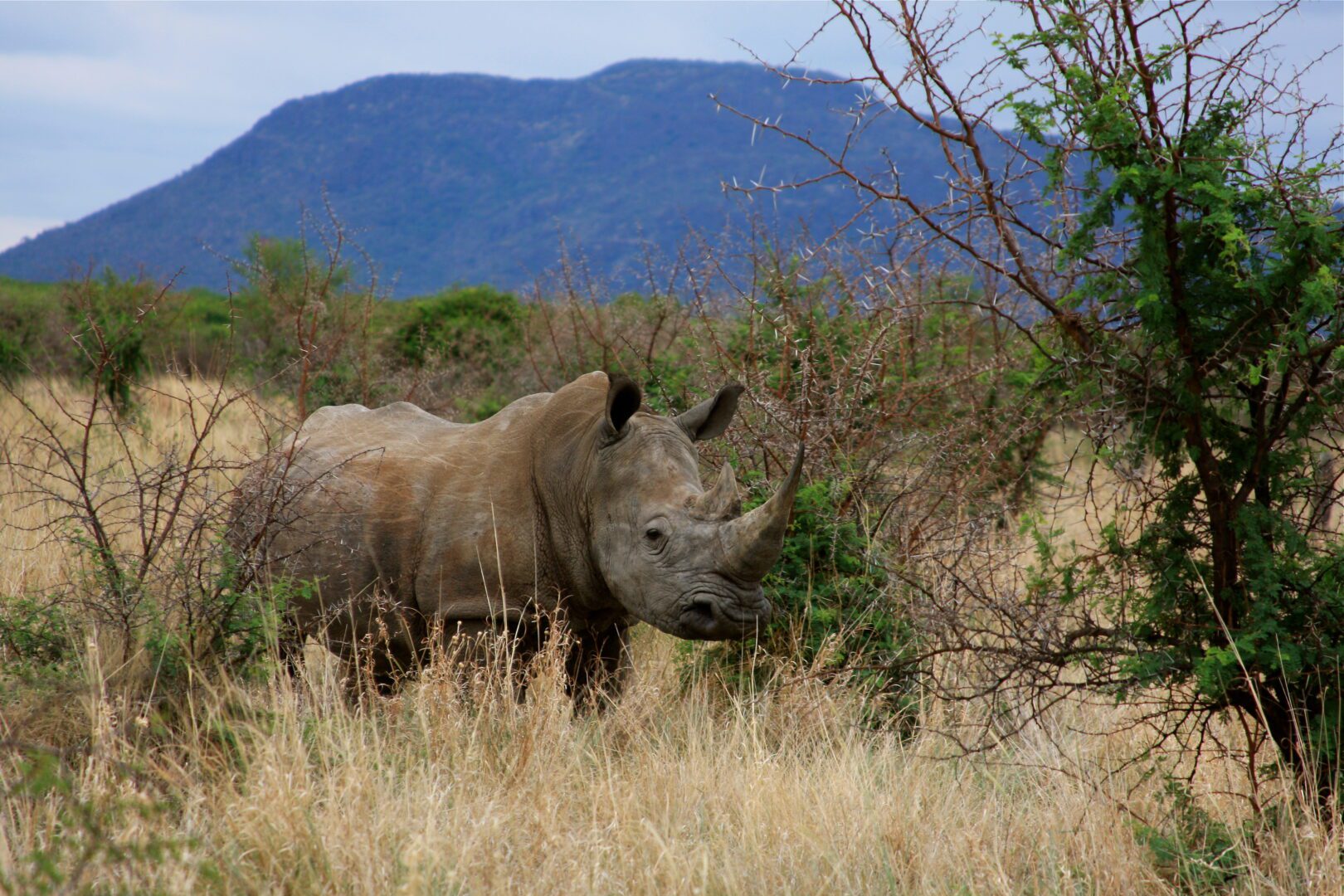 african rhino