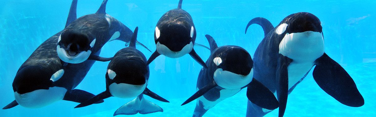 sea world orcas