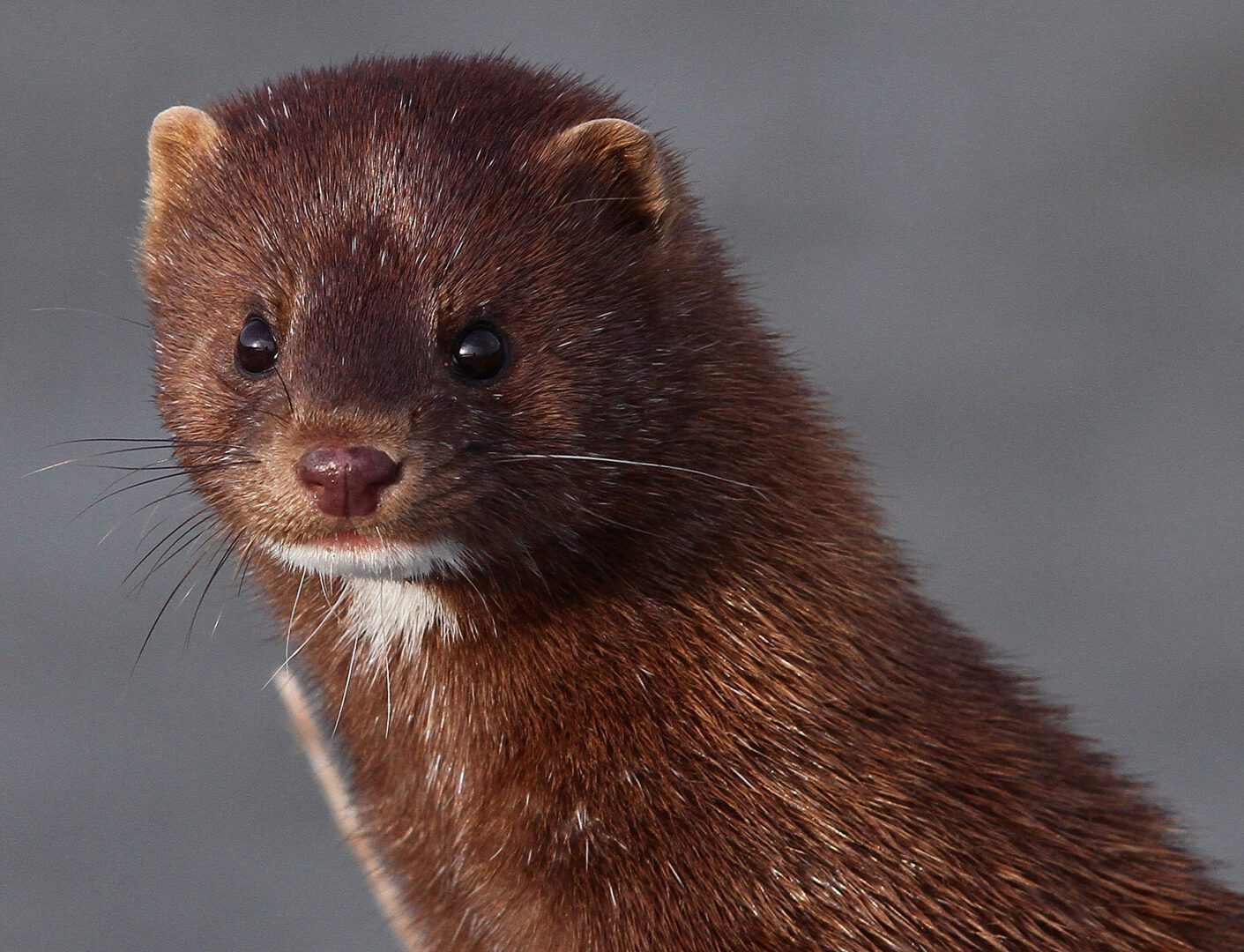 A mink in the wild