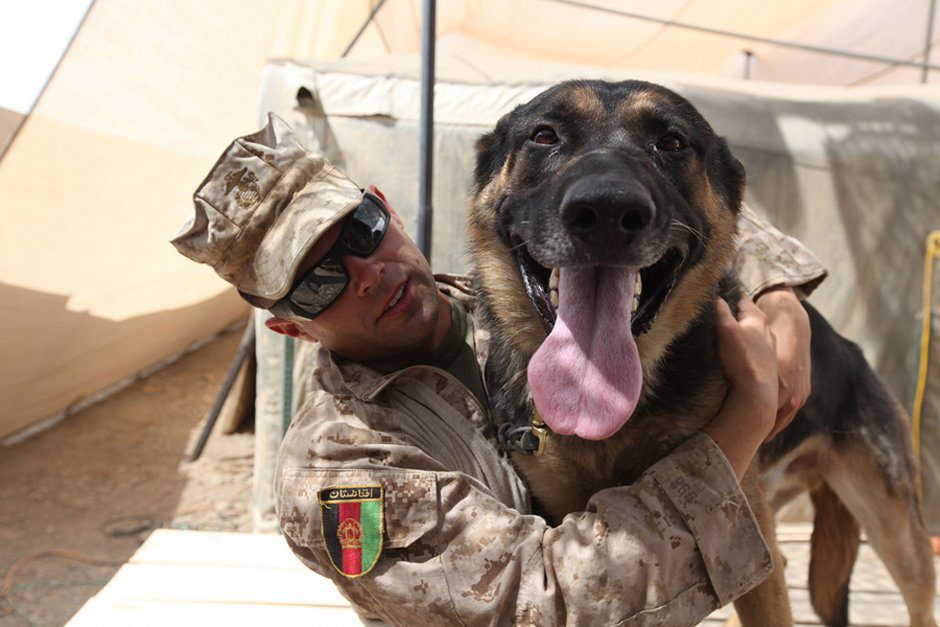 US war dogs