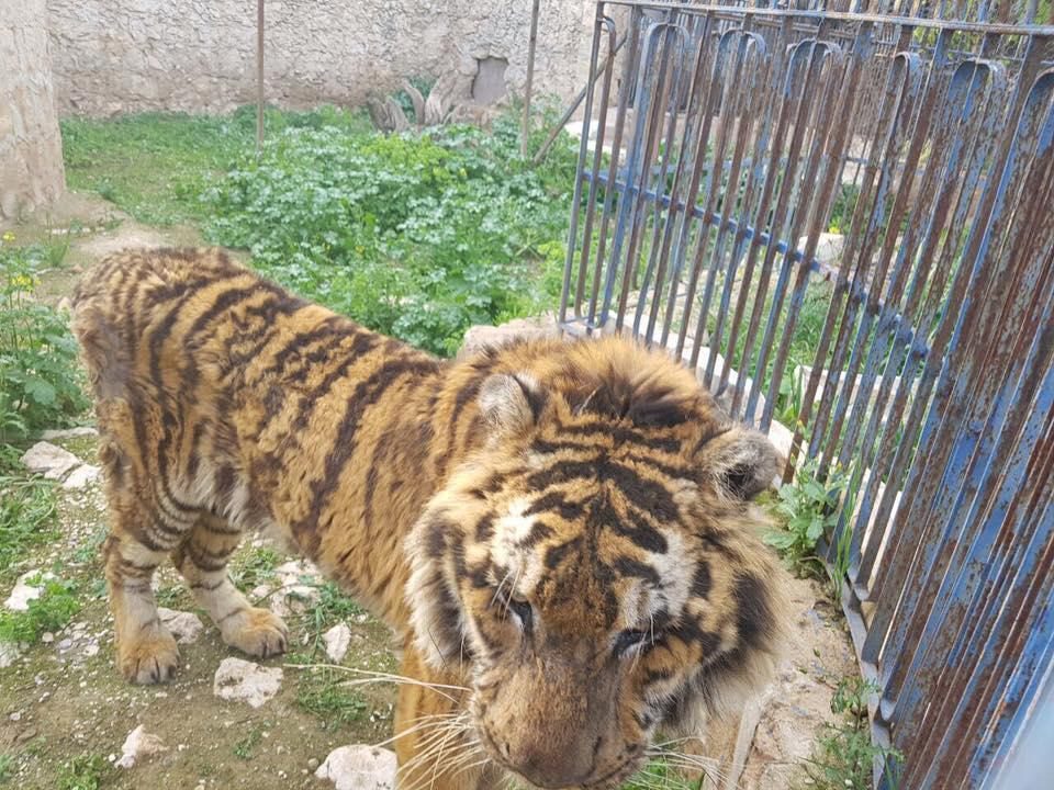 starving syrian lion