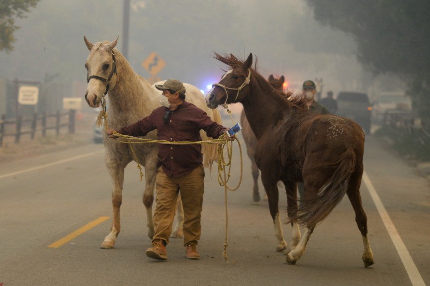 wildfire horses