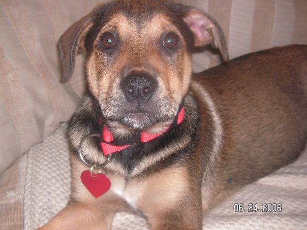 Dallas as a puppy in 2006