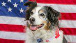 4th of july dogs