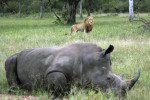 rhino and lion