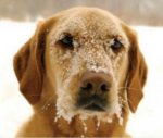 KEEP PETS WARM + SAFE THIS WINTER